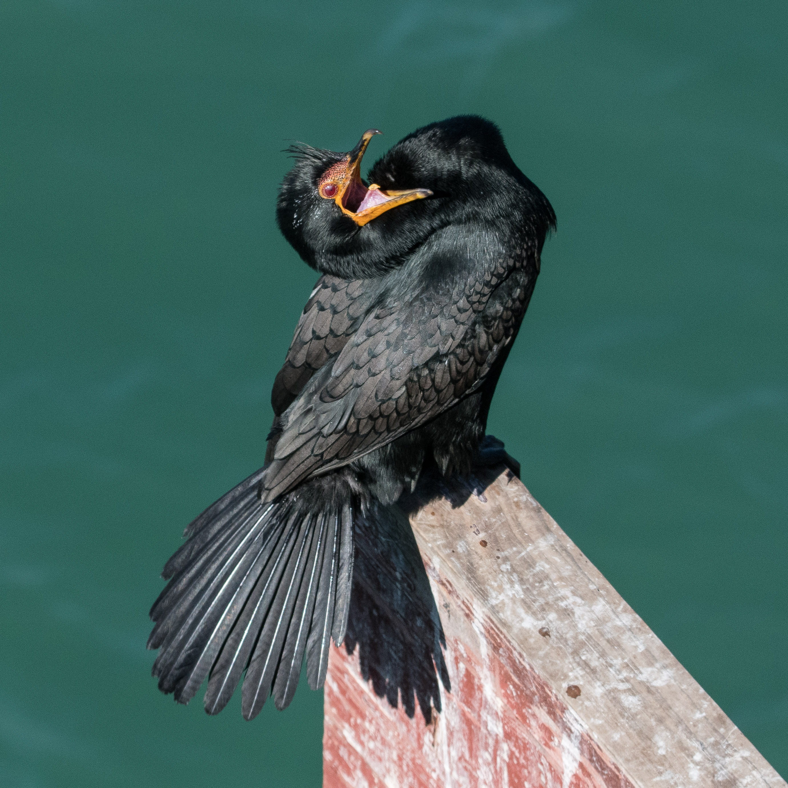 Cormoran couronné (Crowned cormorant, Microcarbo  coronatus), adulte criant, Swakopmund, Namibie.